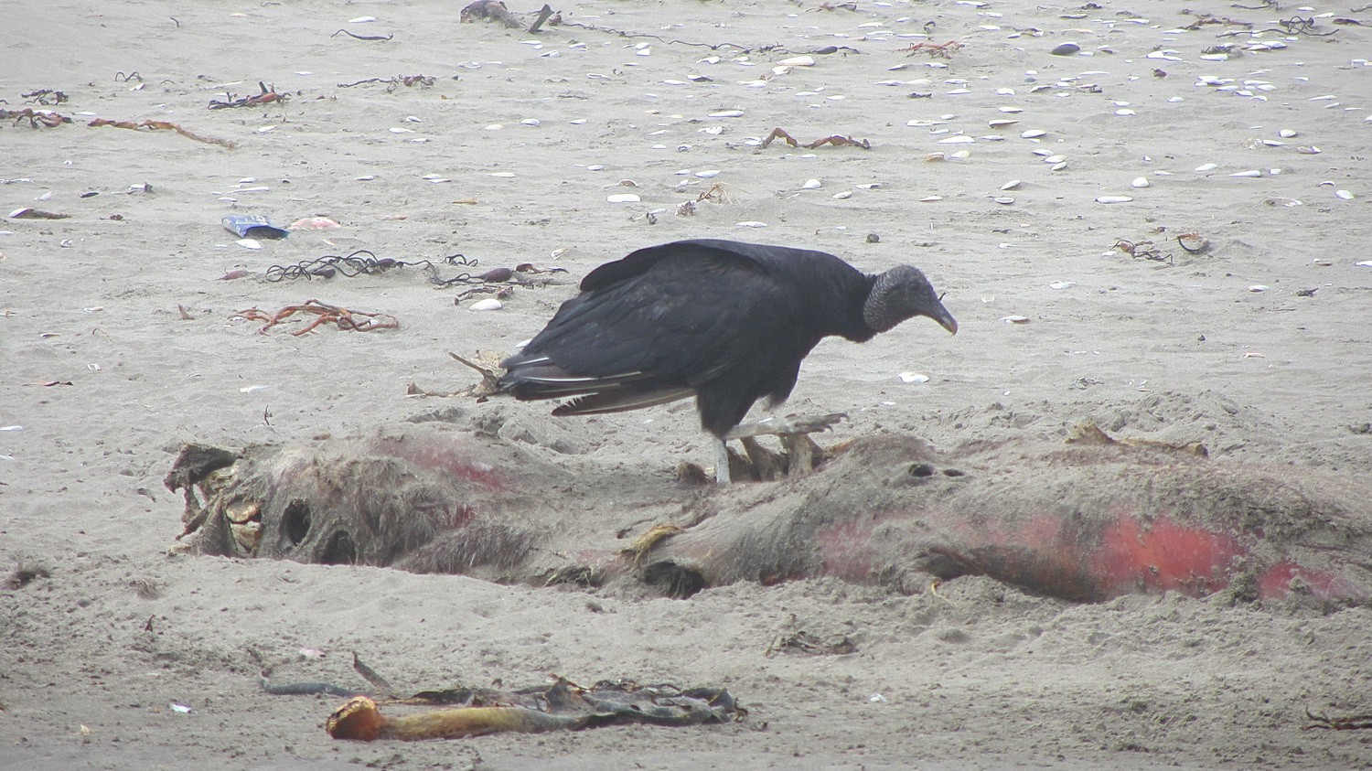 Vulture on the beach